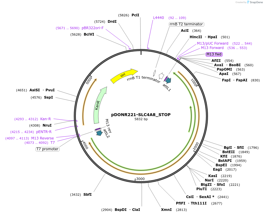 161466-plasmid-map-sequence-id-478921