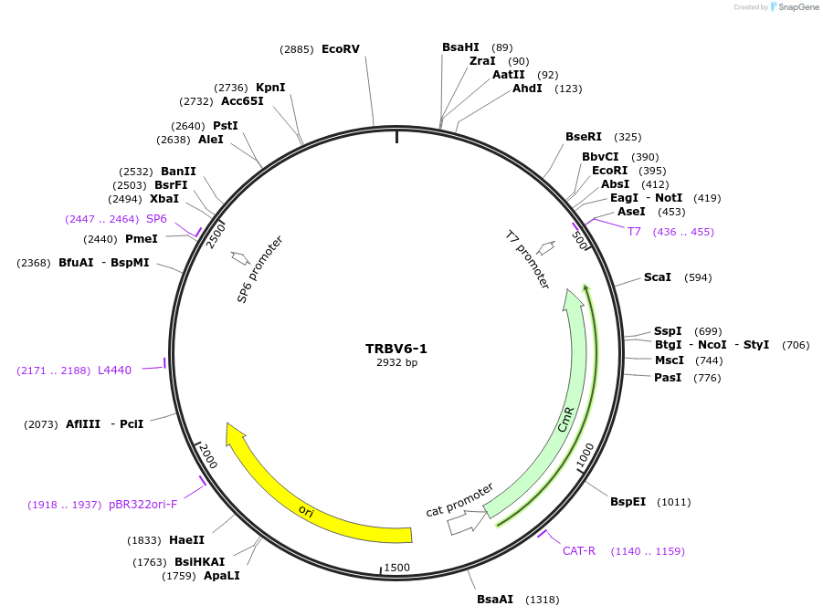 237913-plasmid-map-sequence-id-478922