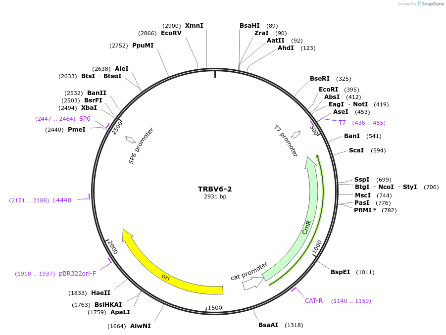 237914-plasmid-map-sequence-id-478923
