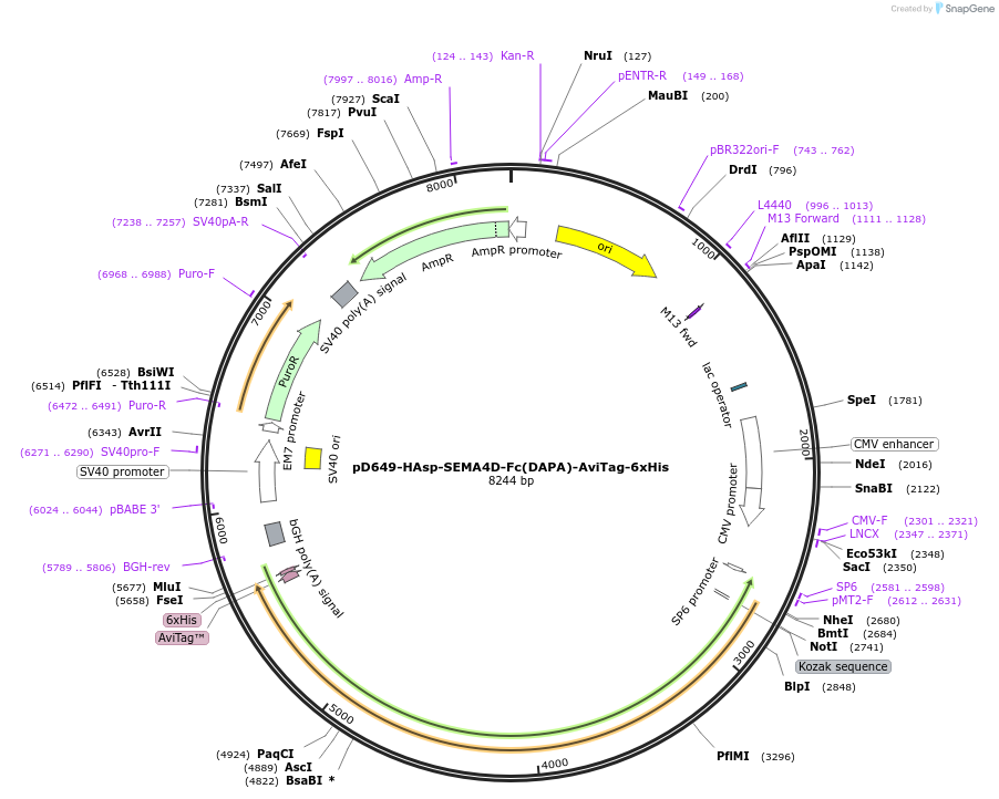 156952-plasmid-map-sequence-id-478926