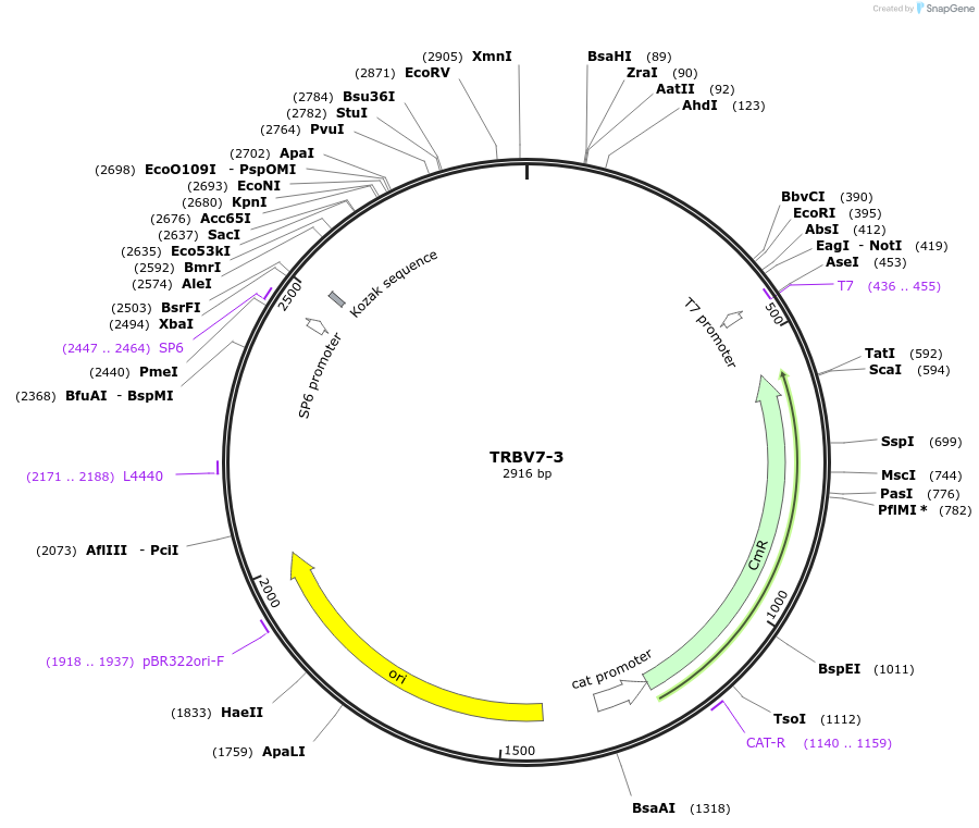 237922-plasmid-map-sequence-id-478931