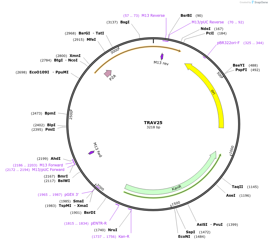237982-plasmid-map-sequence-id-478936