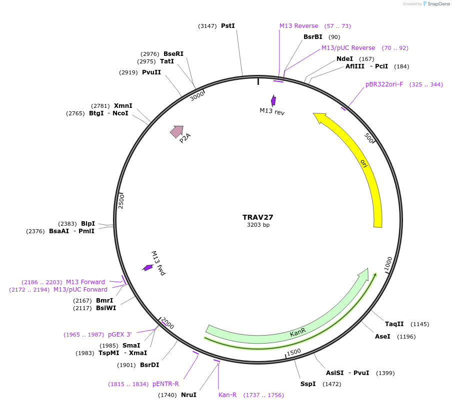 237985-plasmid-map-sequence-id-478937