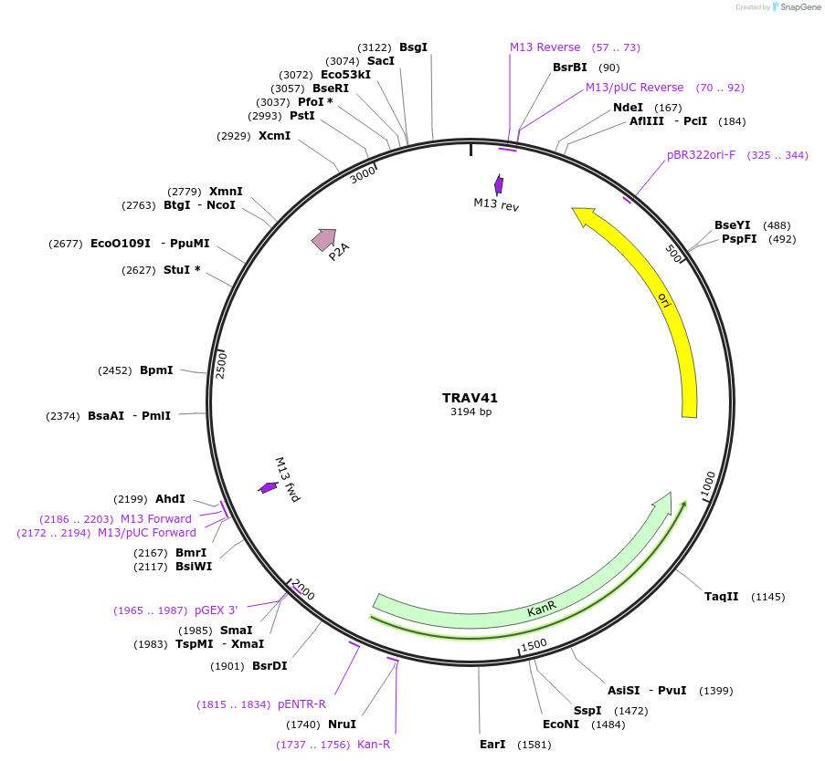 237995-plasmid-map-sequence-id-478942
