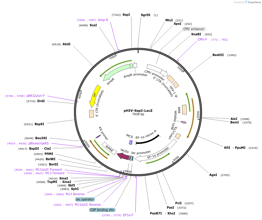 237996-plasmid-map-sequence-id-478943