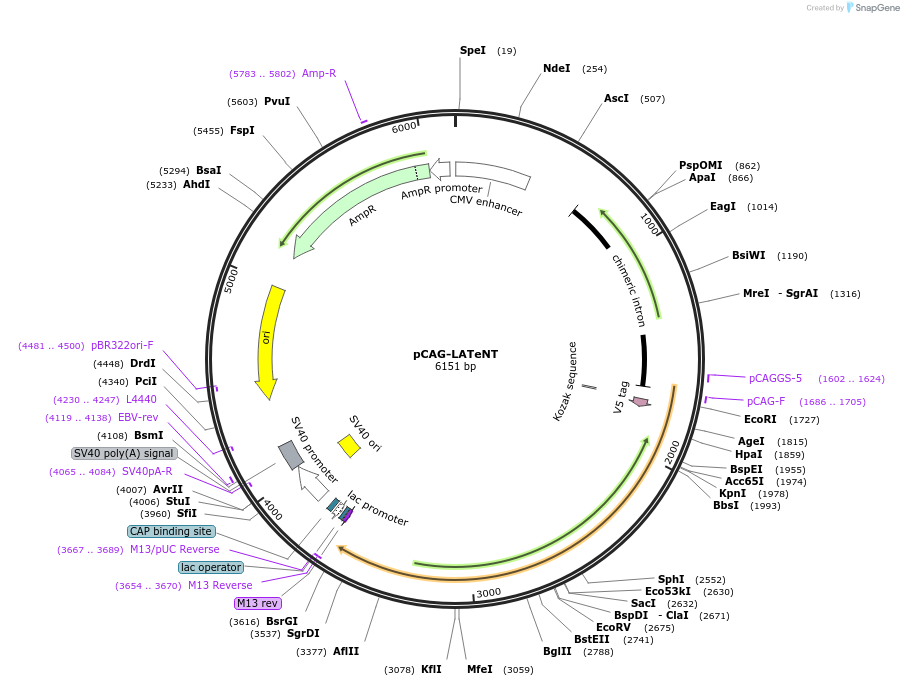 240994-plasmid-map-sequence-id-478945