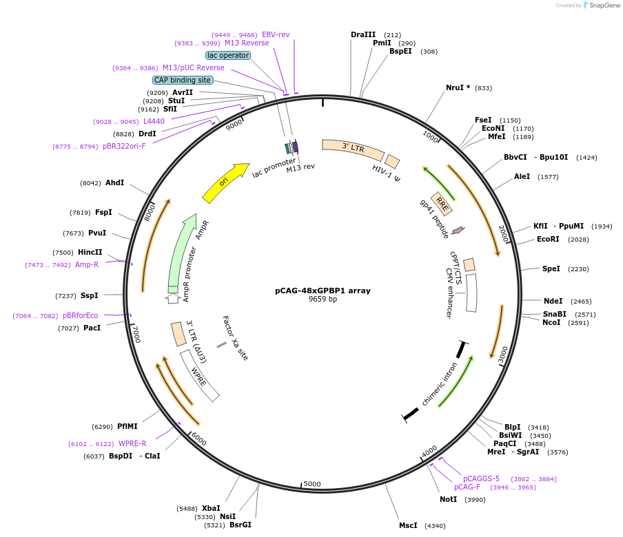 236383-plasmid-map-sequence-id-478948