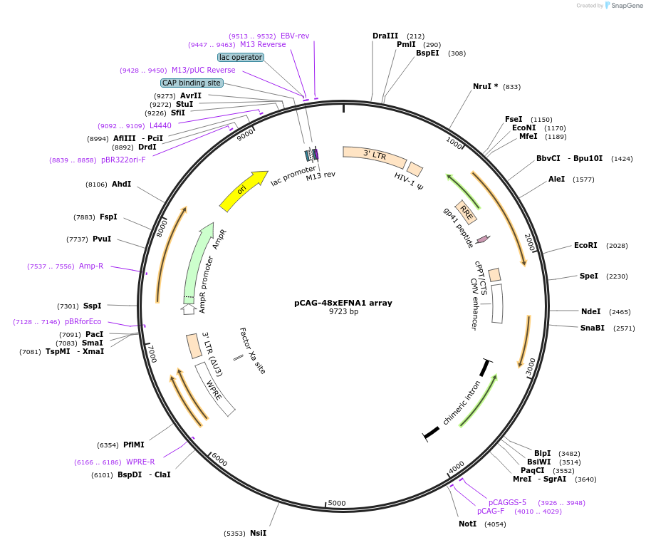 236382-plasmid-map-sequence-id-478949