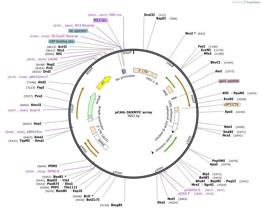 236380-plasmid-map-sequence-id-478950