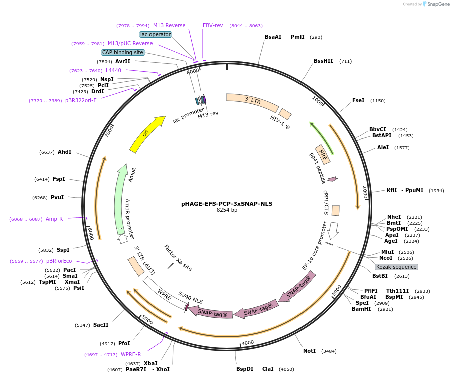 236388-plasmid-map-sequence-id-478961