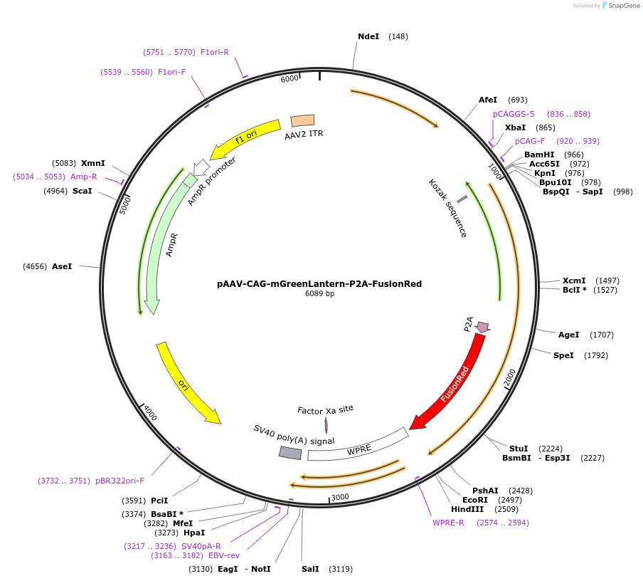 229584-plasmid-map-sequence-id-478962