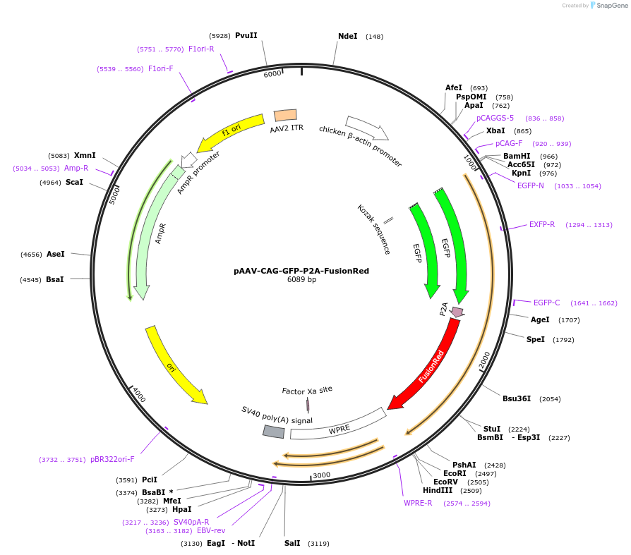 229583-plasmid-map-sequence-id-478965