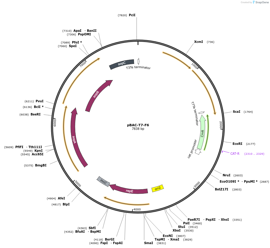 234972-plasmid-map-sequence-id-478966