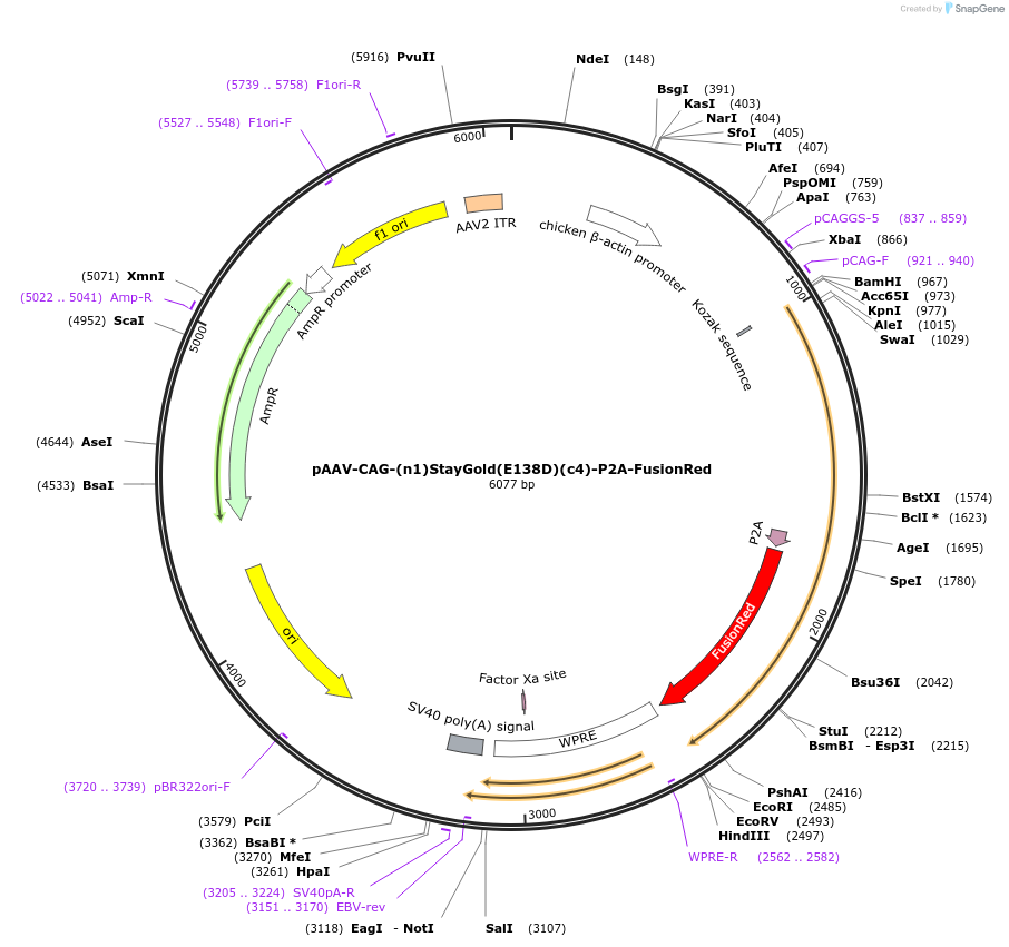 229582-plasmid-map-sequence-id-478968
