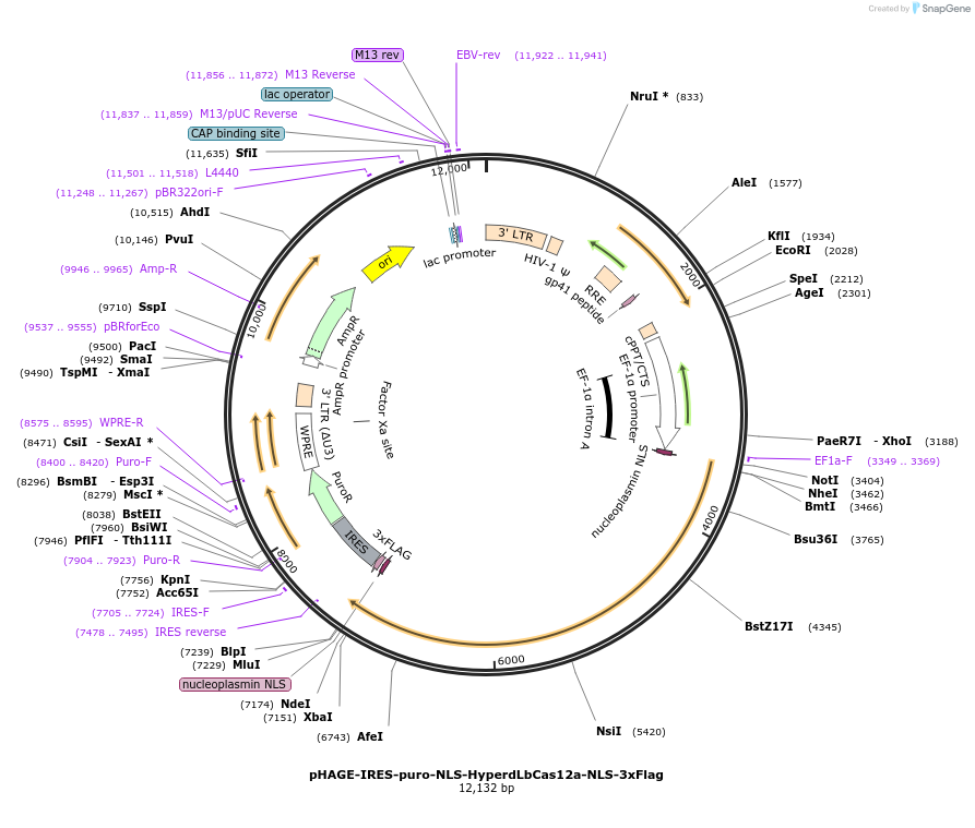 236386-plasmid-map-sequence-id-478975