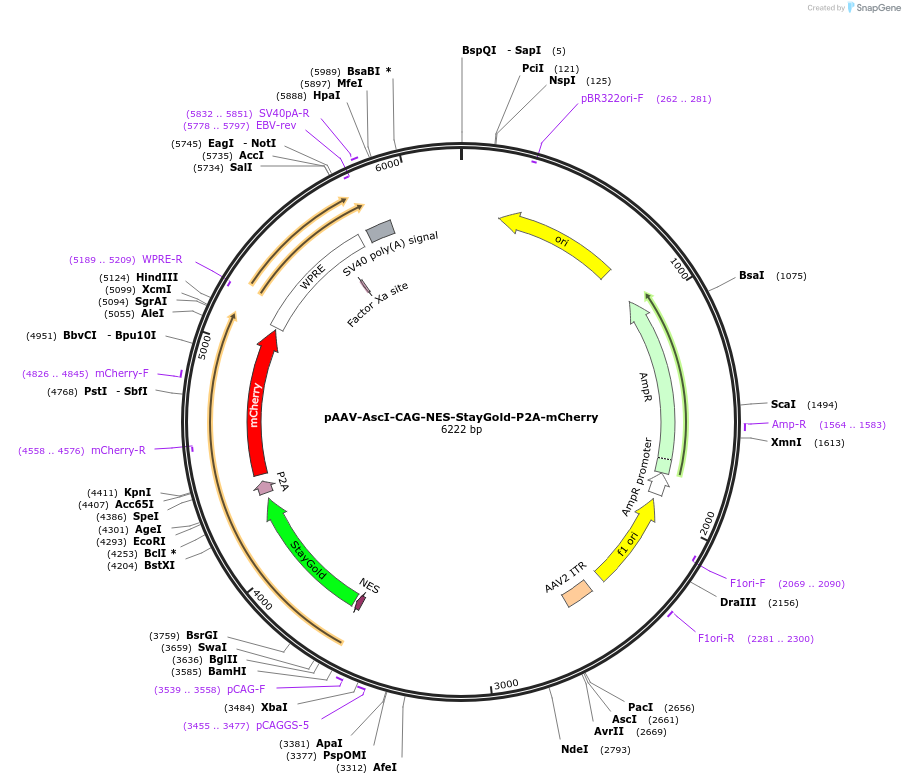 229579-plasmid-map-sequence-id-478978