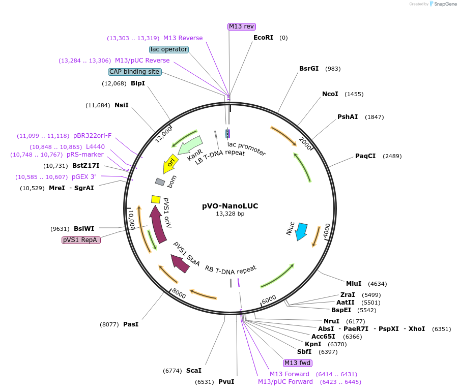 234900-plasmid-map-sequence-id-478983