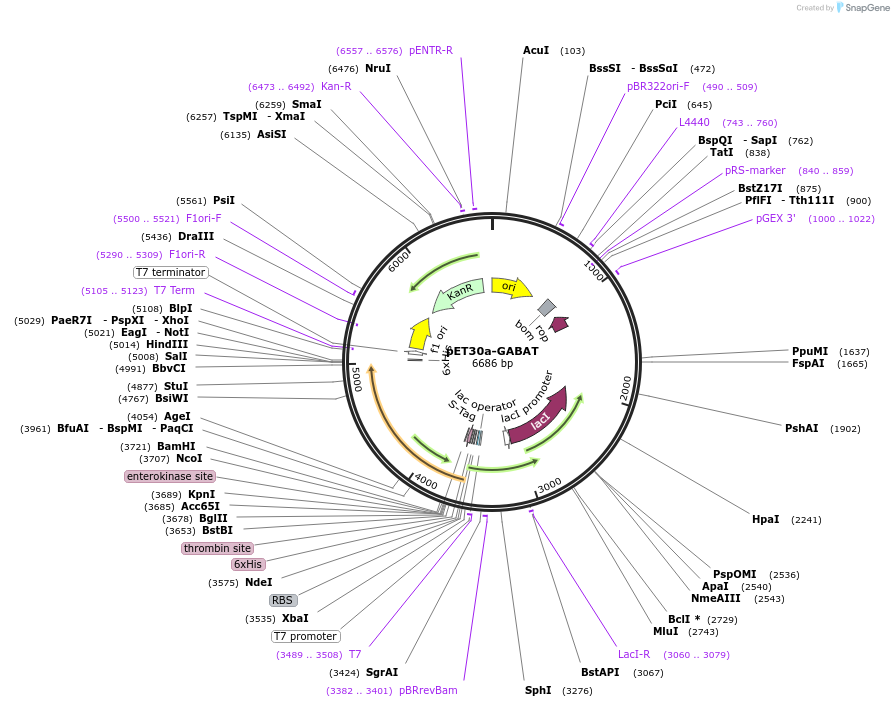 239572-plasmid-map-sequence-id-479014