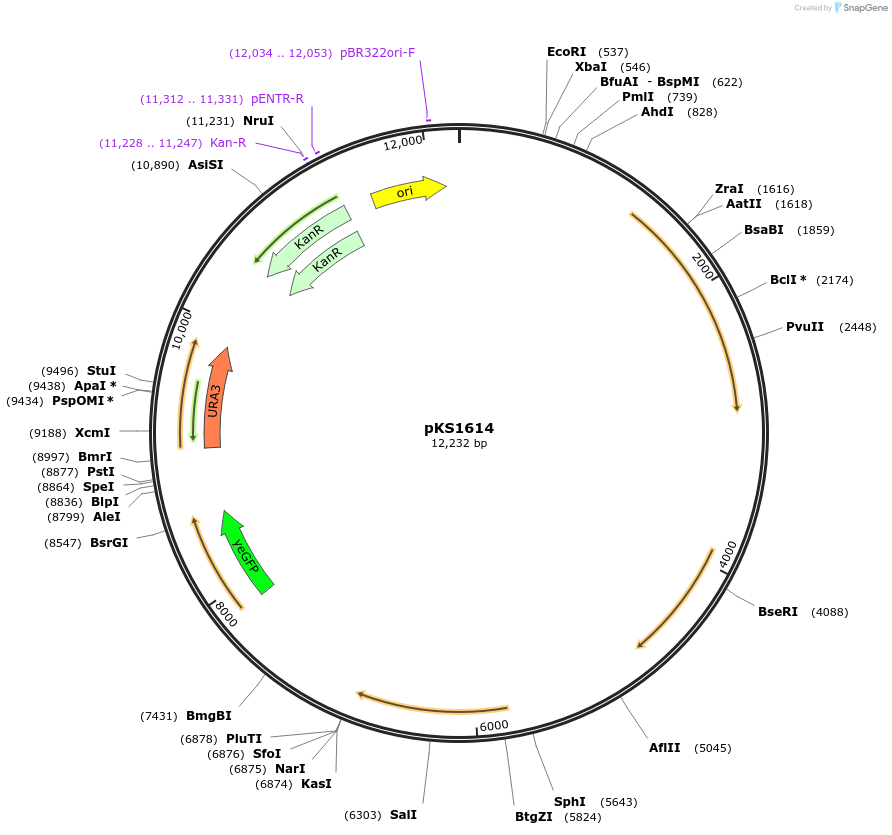 239545-plasmid-map-sequence-id-479032