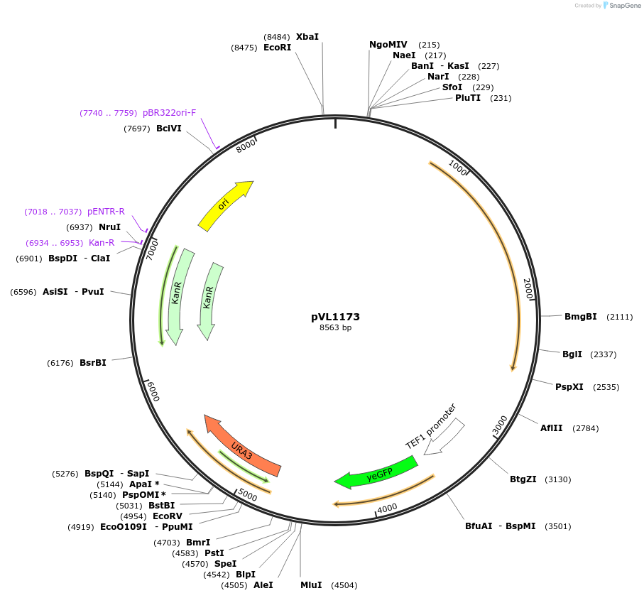 239536-plasmid-map-sequence-id-479033