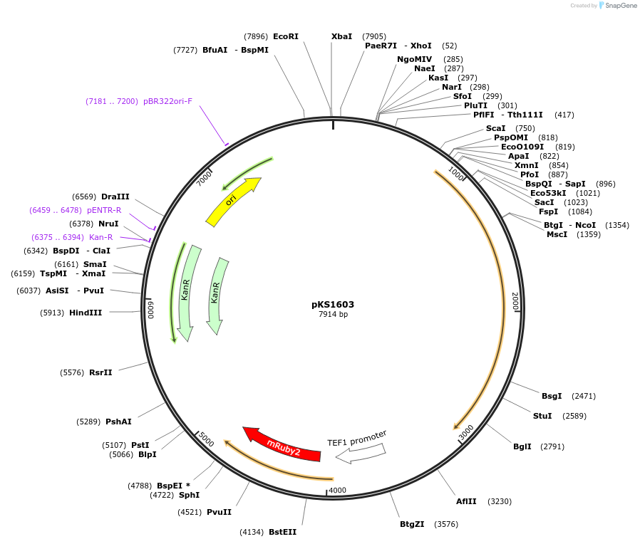 239527-plasmid-map-sequence-id-479035
