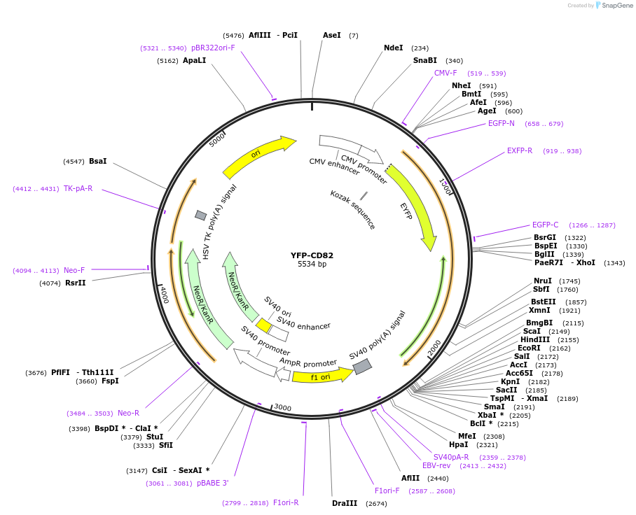 1819-plasmid-map-sequence-id-479054