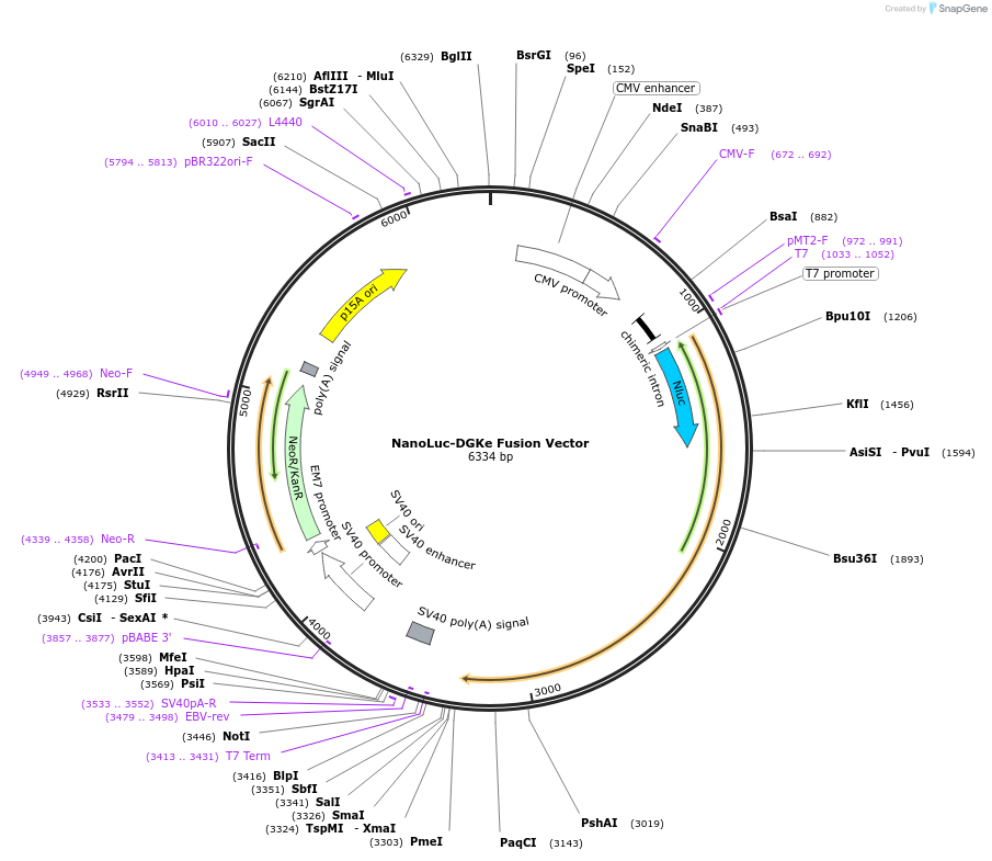 238847-plasmid-map-sequence-id-479073