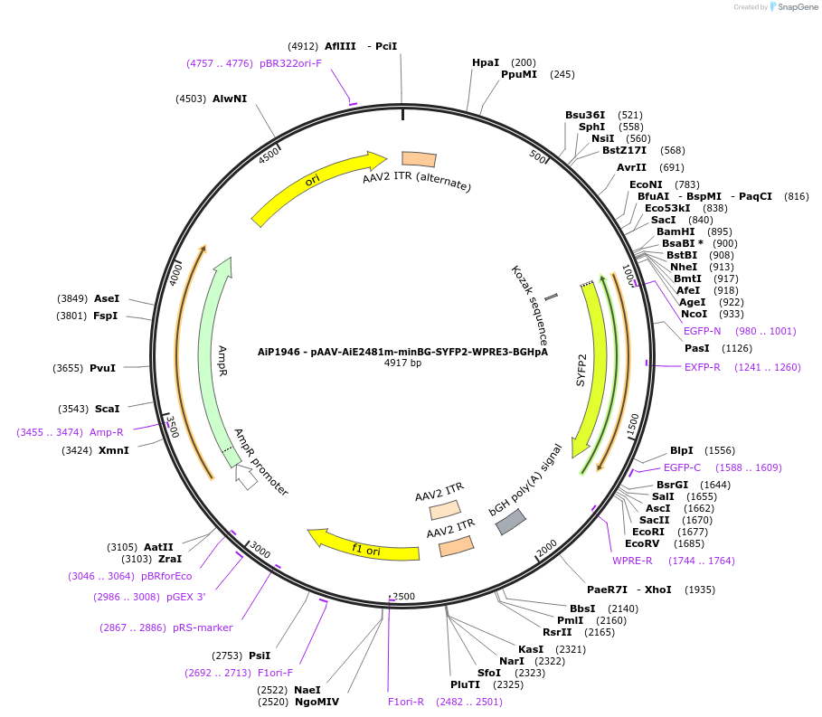 230742-plasmid-map-sequence-id-479077
