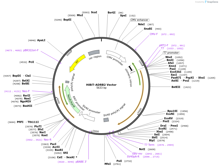 238618-plasmid-map-sequence-id-479078