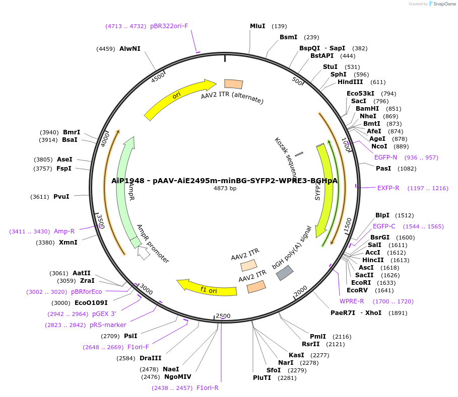 230744-plasmid-map-sequence-id-479079