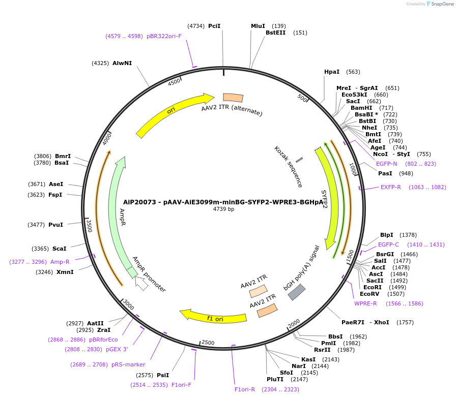 230796-plasmid-map-sequence-id-479080
