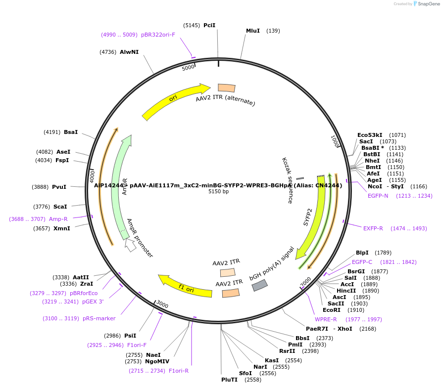 230475-plasmid-map-sequence-id-479087
