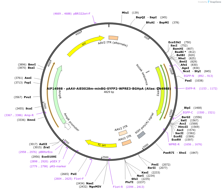 230499-plasmid-map-sequence-id-479089