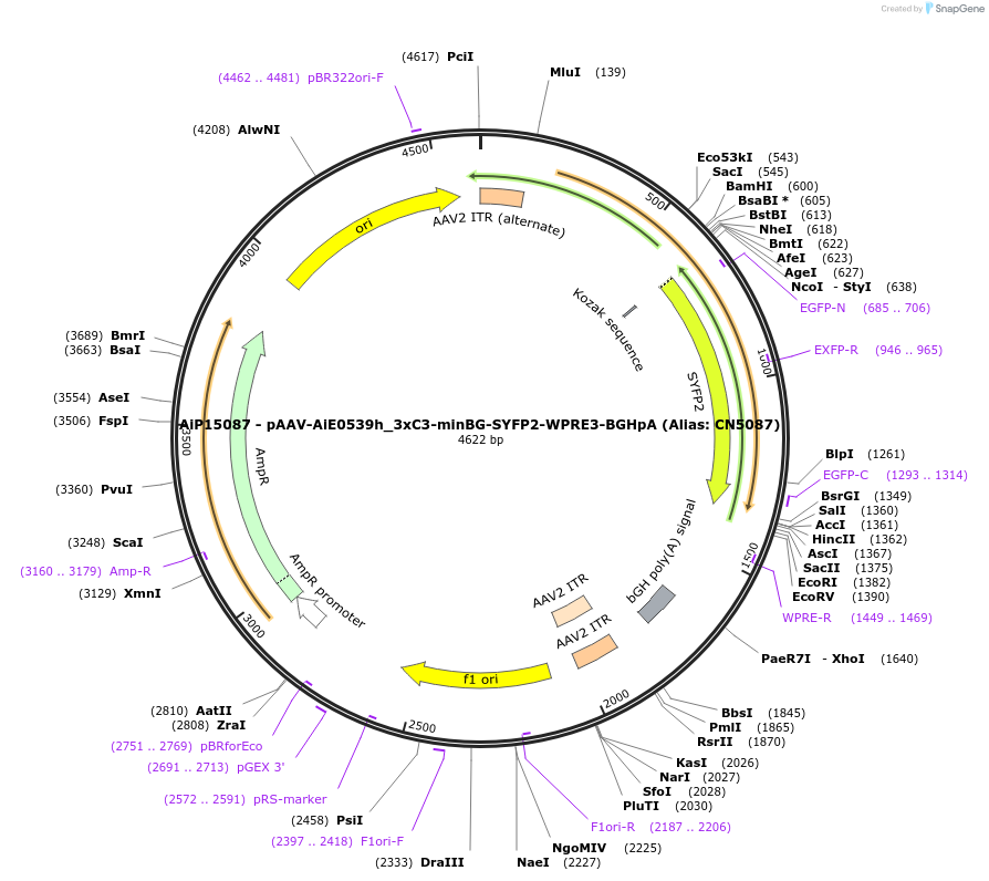 230503-plasmid-map-sequence-id-479091