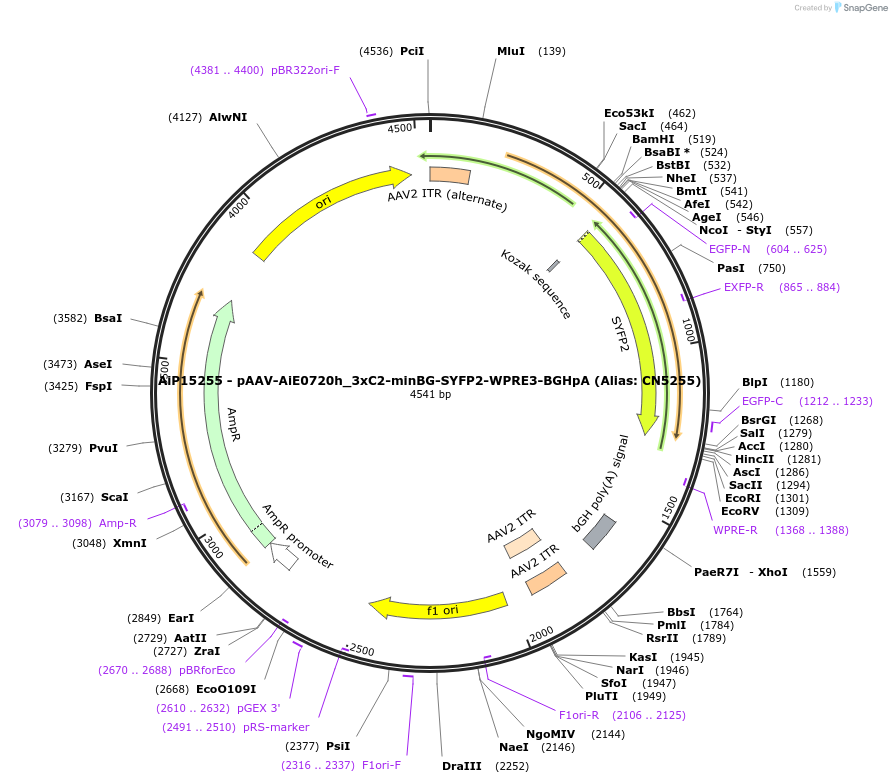 230507-plasmid-map-sequence-id-479094
