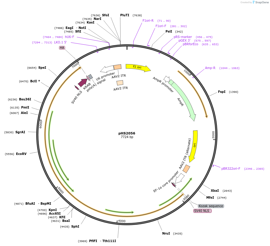 239837-plasmid-map-sequence-id-479103