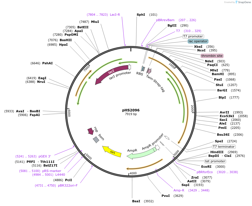 239835-plasmid-map-sequence-id-479109
