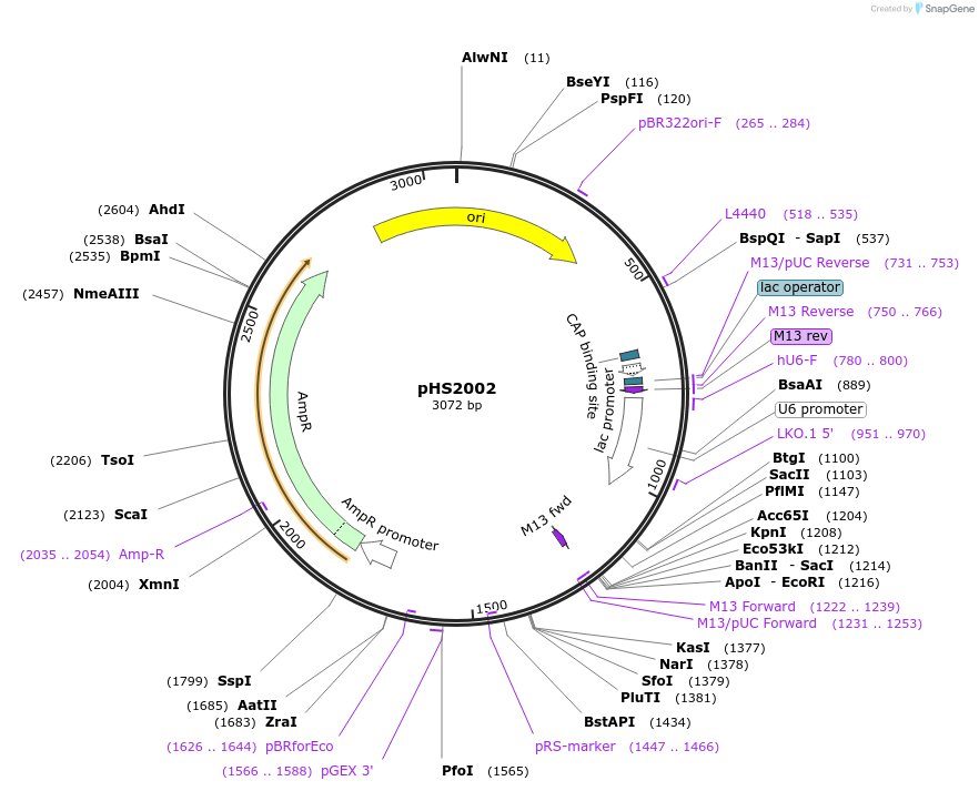 239832-plasmid-map-sequence-id-479110