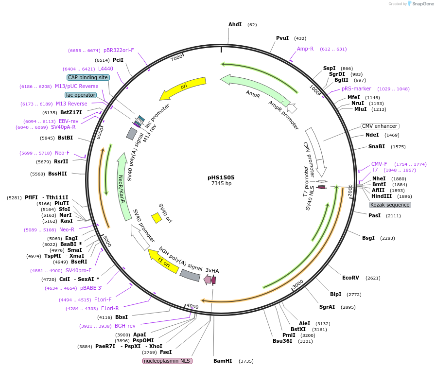 239830-plasmid-map-sequence-id-479111