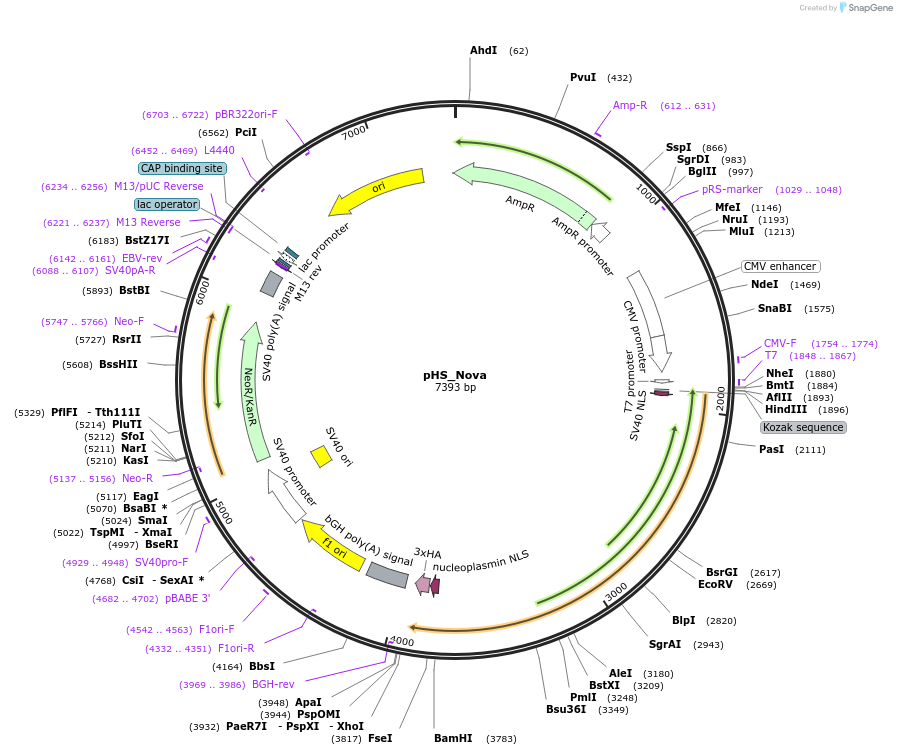 239831-plasmid-map-sequence-id-479113
