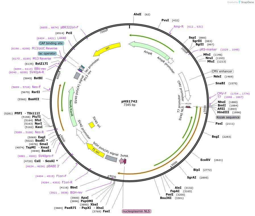 239838-plasmid-map-sequence-id-479115