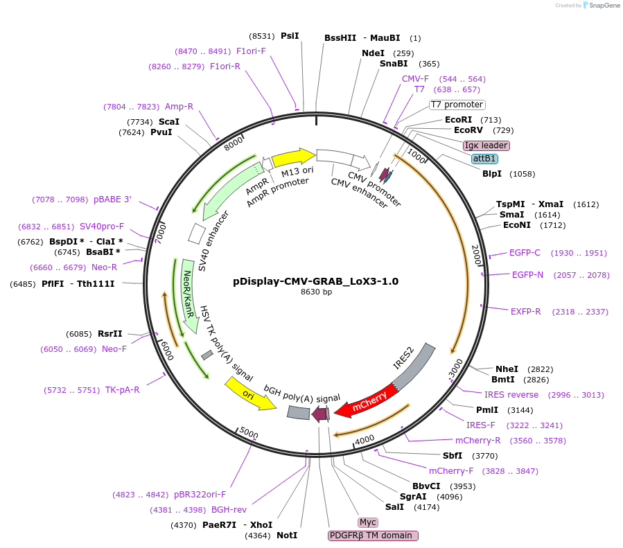 234650-plasmid-map-sequence-id-479117