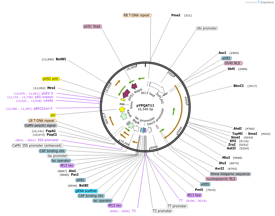 223383-plasmid-map-sequence-id-479119