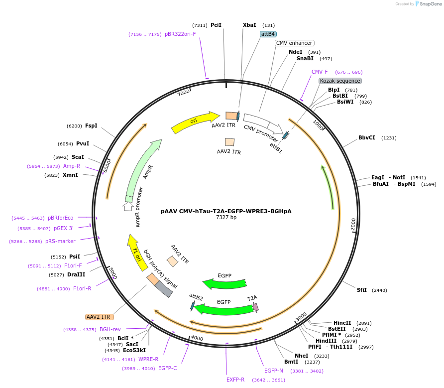240284-plasmid-map-sequence-id-479124