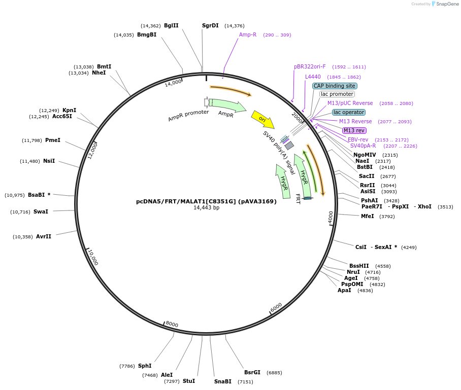 239346-plasmid-map-sequence-id-479130