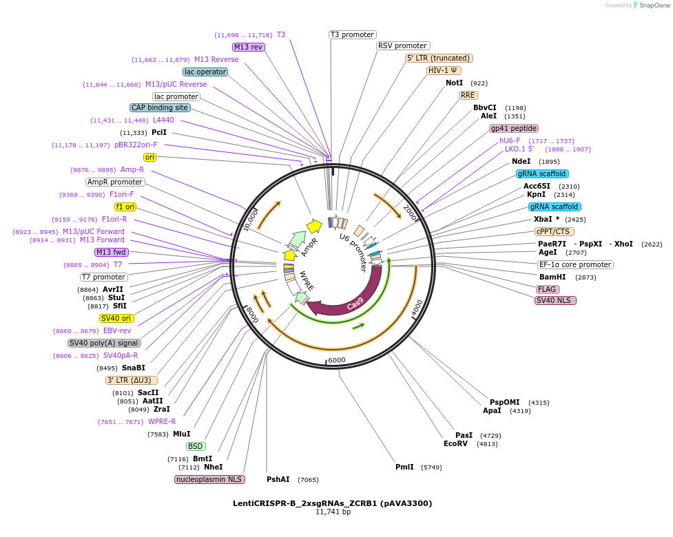 239325-plasmid-map-sequence-id-479134