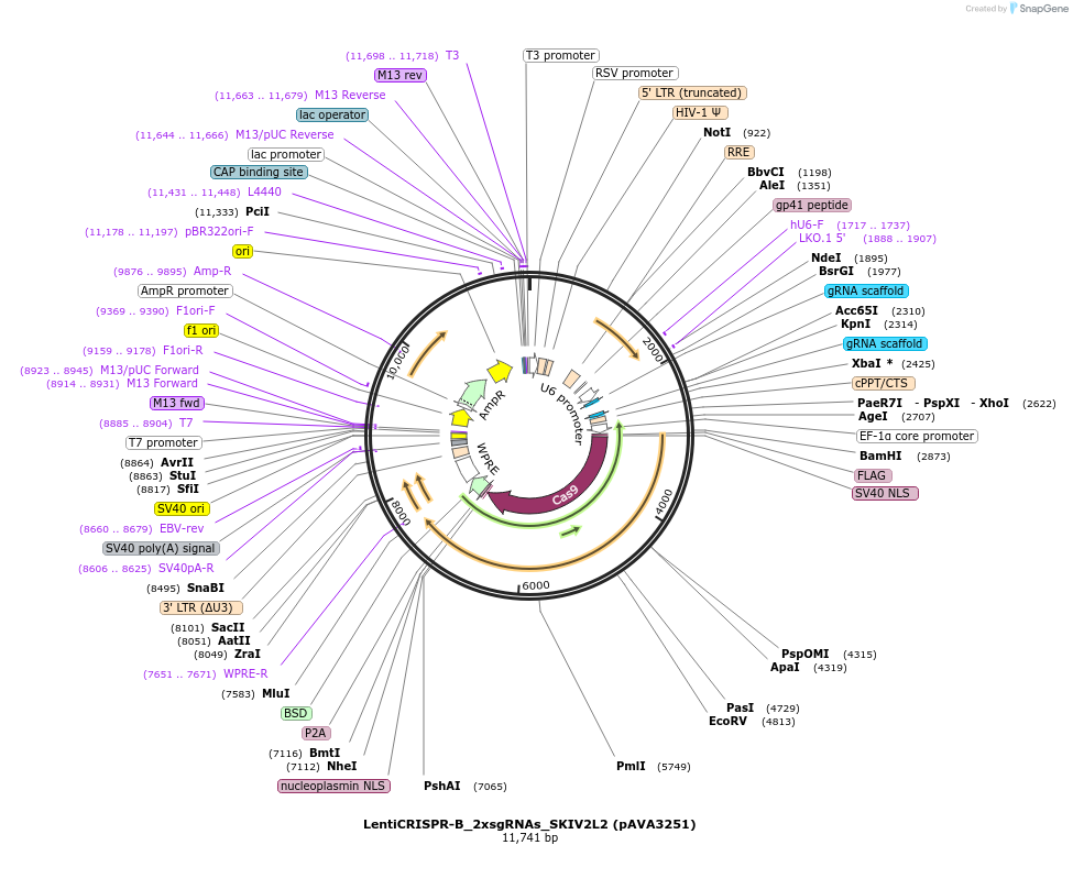 239323-plasmid-map-sequence-id-479135