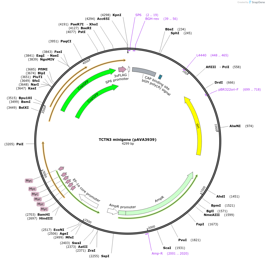 239345-plasmid-map-sequence-id-479137