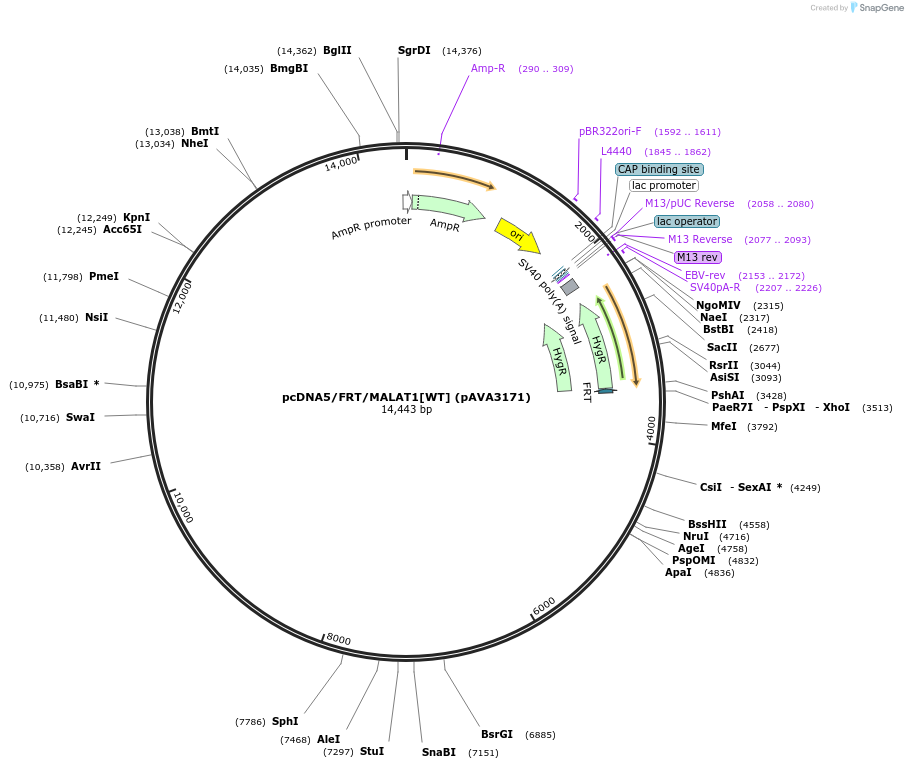 239347-plasmid-map-sequence-id-479138