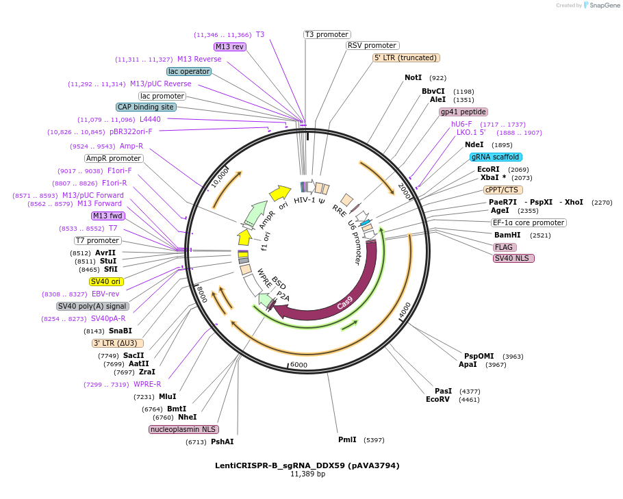 239300-plasmid-map-sequence-id-479140